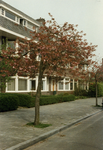 604309 Afbeelding van een bloeiende prunus in de Goethelaan te Utrecht.